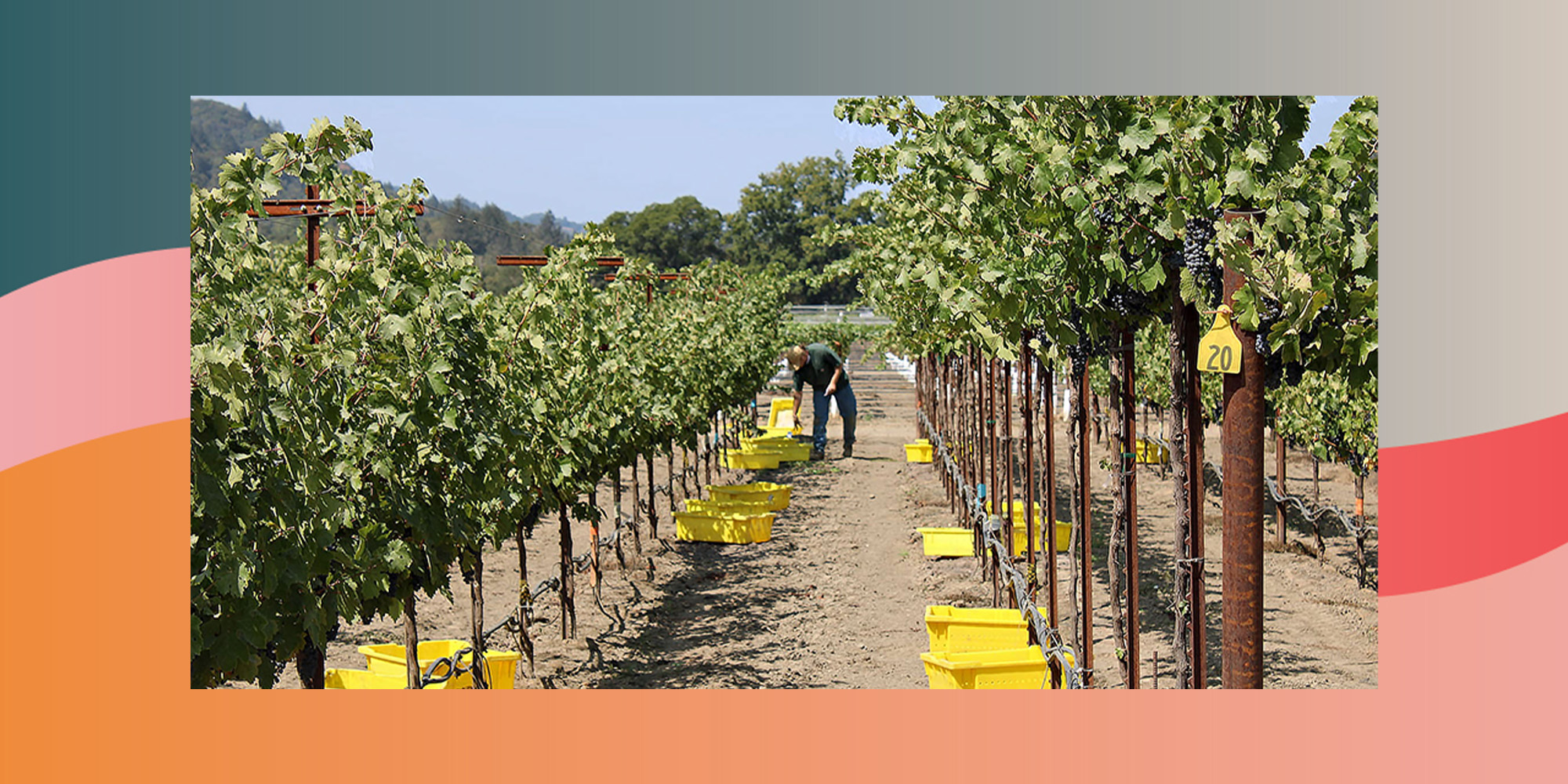 One row at a vineyard